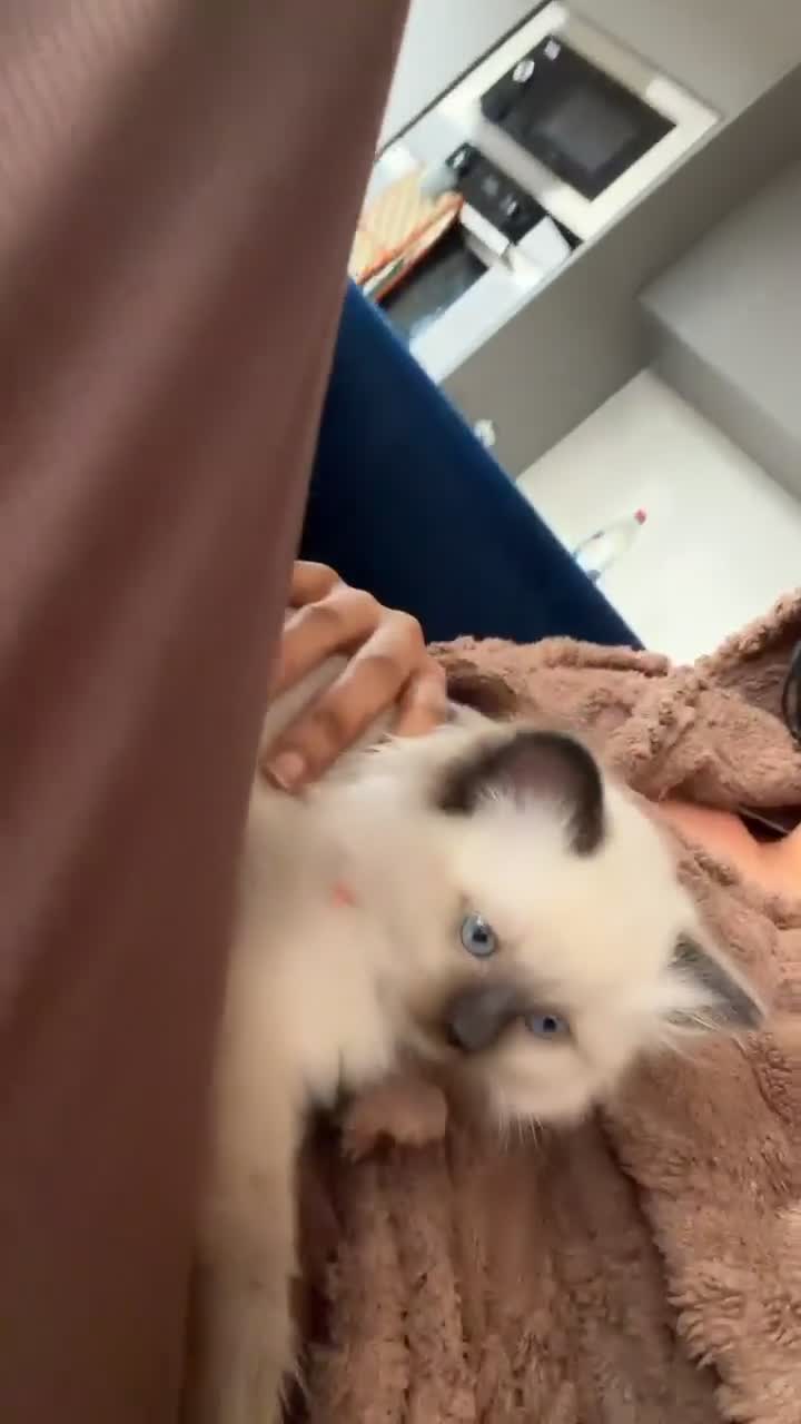 Ragdoll cats for sale: Beautiful female ragdoll kitten for sale  in Brentford - Video 2