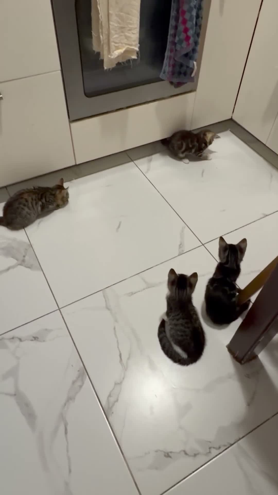 Asian cats for sale: Playful and beautiful Asian tabby kittens - Video 1