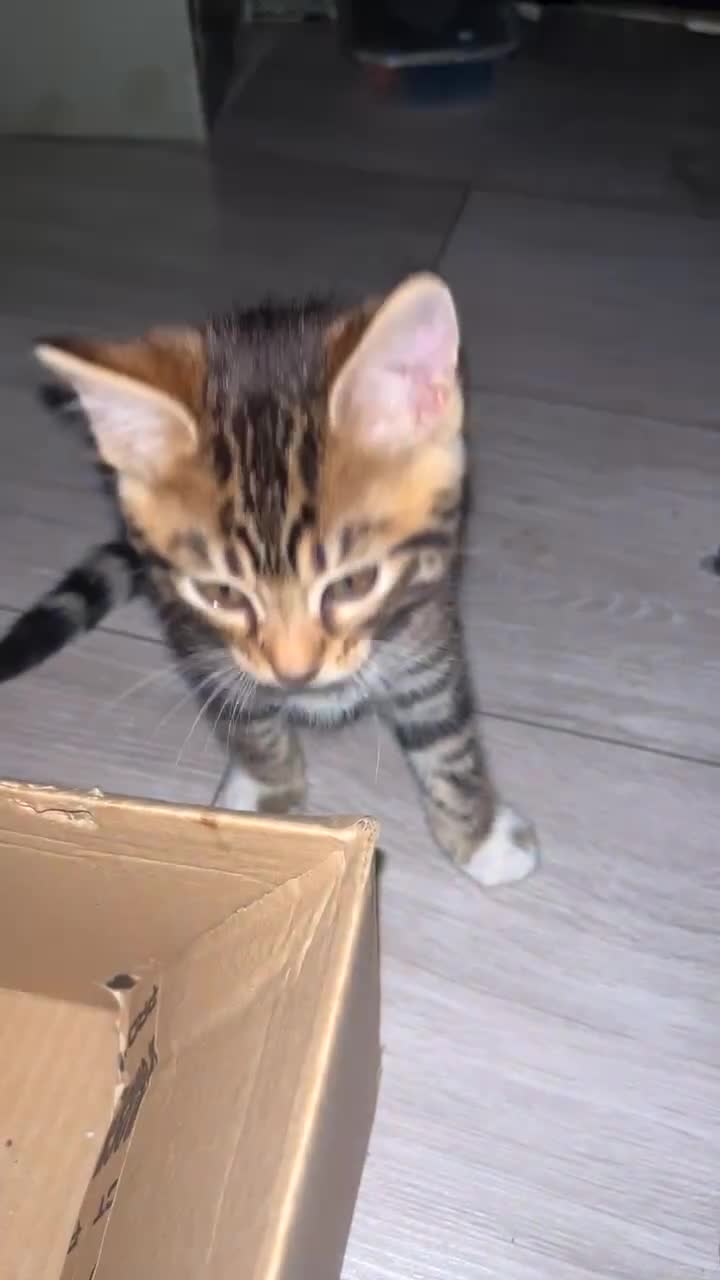 Bengal cats for sale: Half bengal female kitten - Video 5