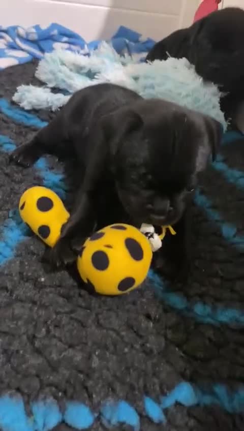 Staffordshire Bull Terrier dogs for sale: Solid black Kc staffy pups. Best in the country!  - Video 1