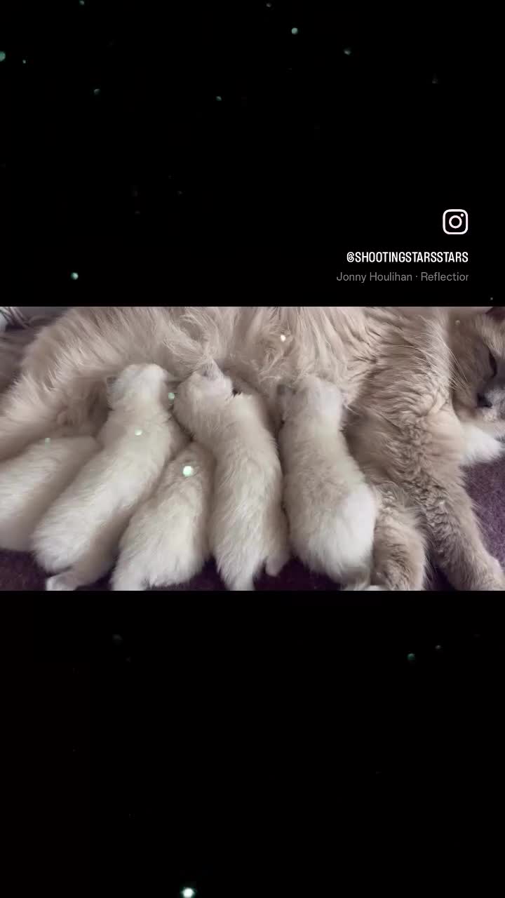 Ragdoll cats for sale: Ragdoll kittens GCCF - Video 3