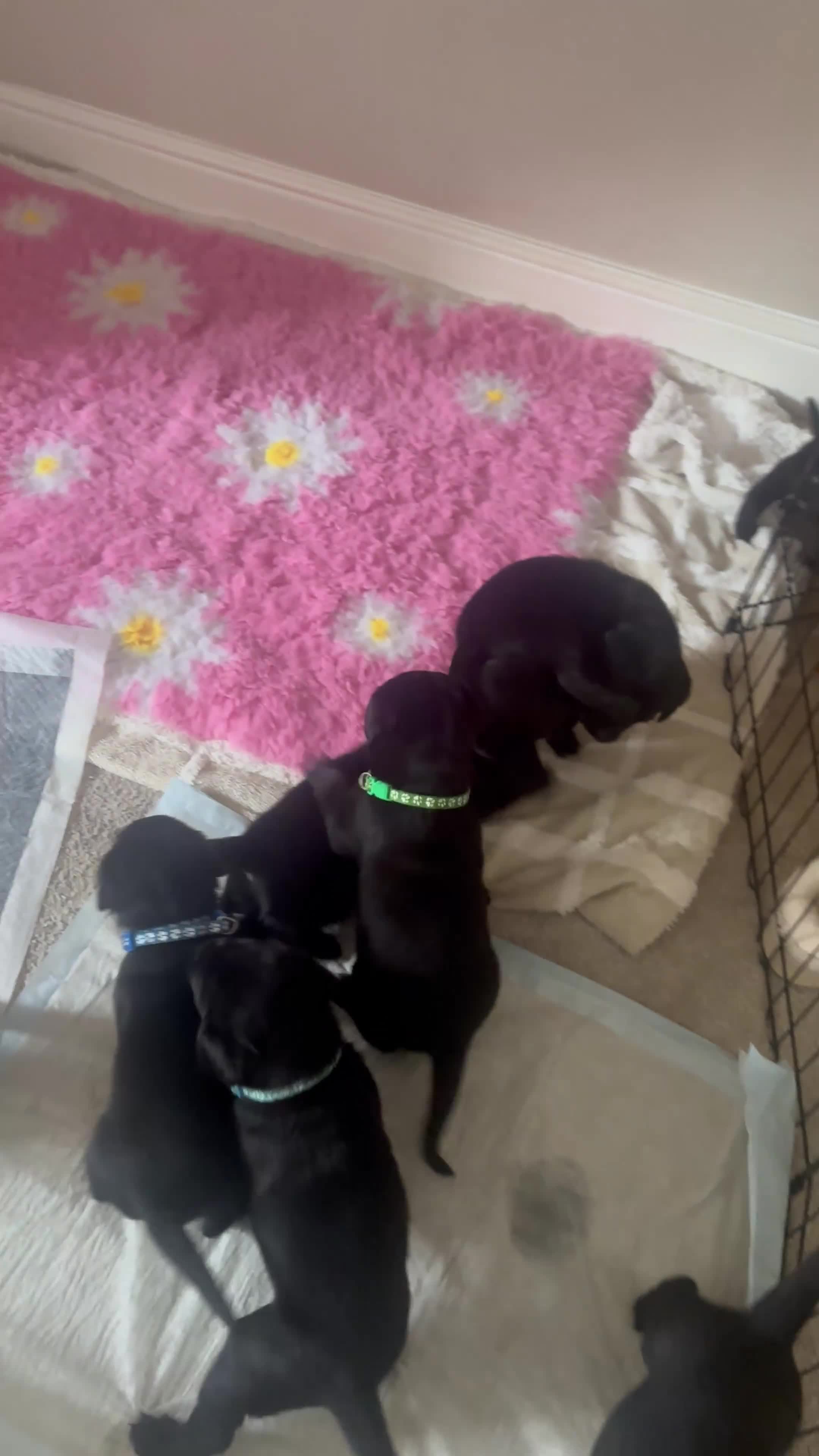 Labrador Retriever dogs for sale: *READY 30/7/26, KC Reg Black Labrador Puppies* - Video 1