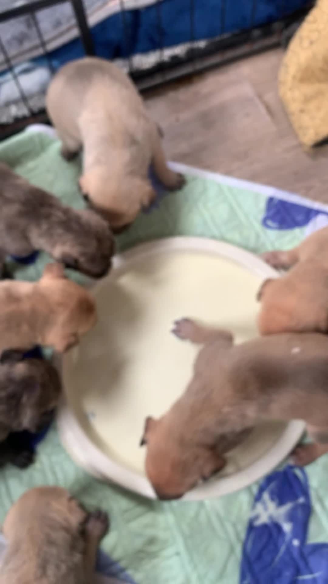 Lurcher dogs for sale: Family friendly pups - Video 1