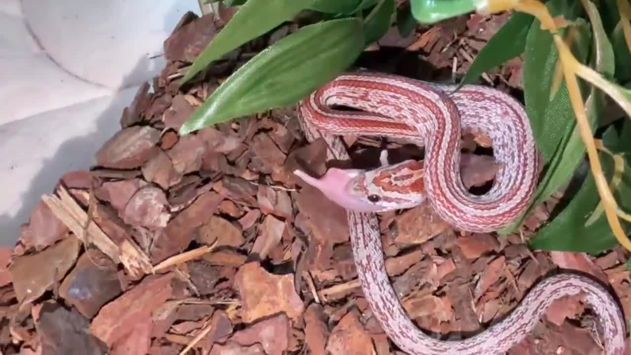 Corn Snake reptiles for sale: corn snake named mango  in Gosport - Video 1