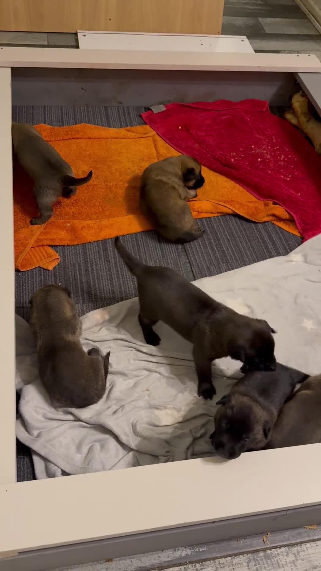 Belgian Shepherd Dog dogs for sale: The first and last litter from Rebel in Prenton - Video 1