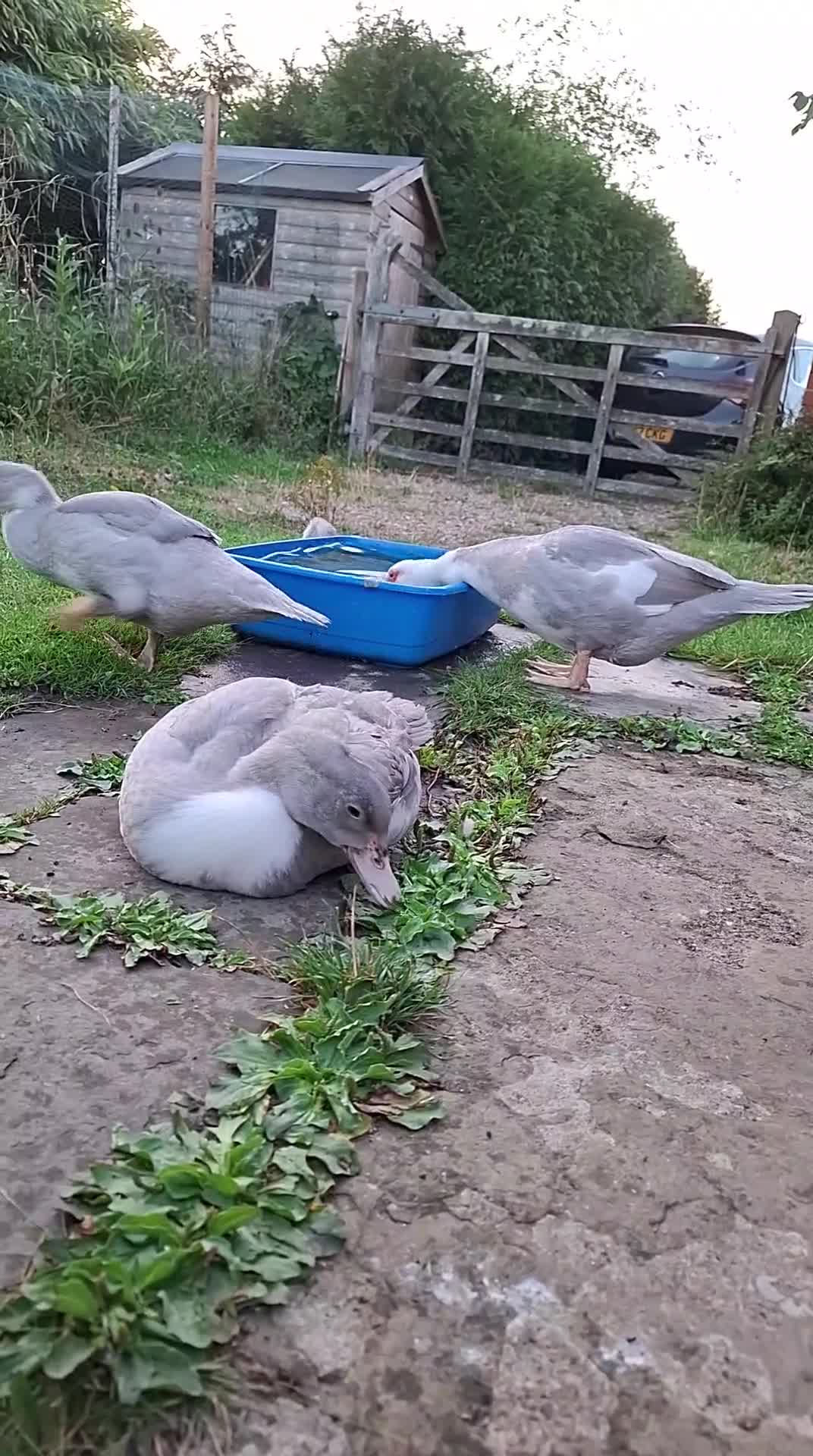 Ducks poultry for sale: Two young lavender Muscovy drakes for sale - Video 1