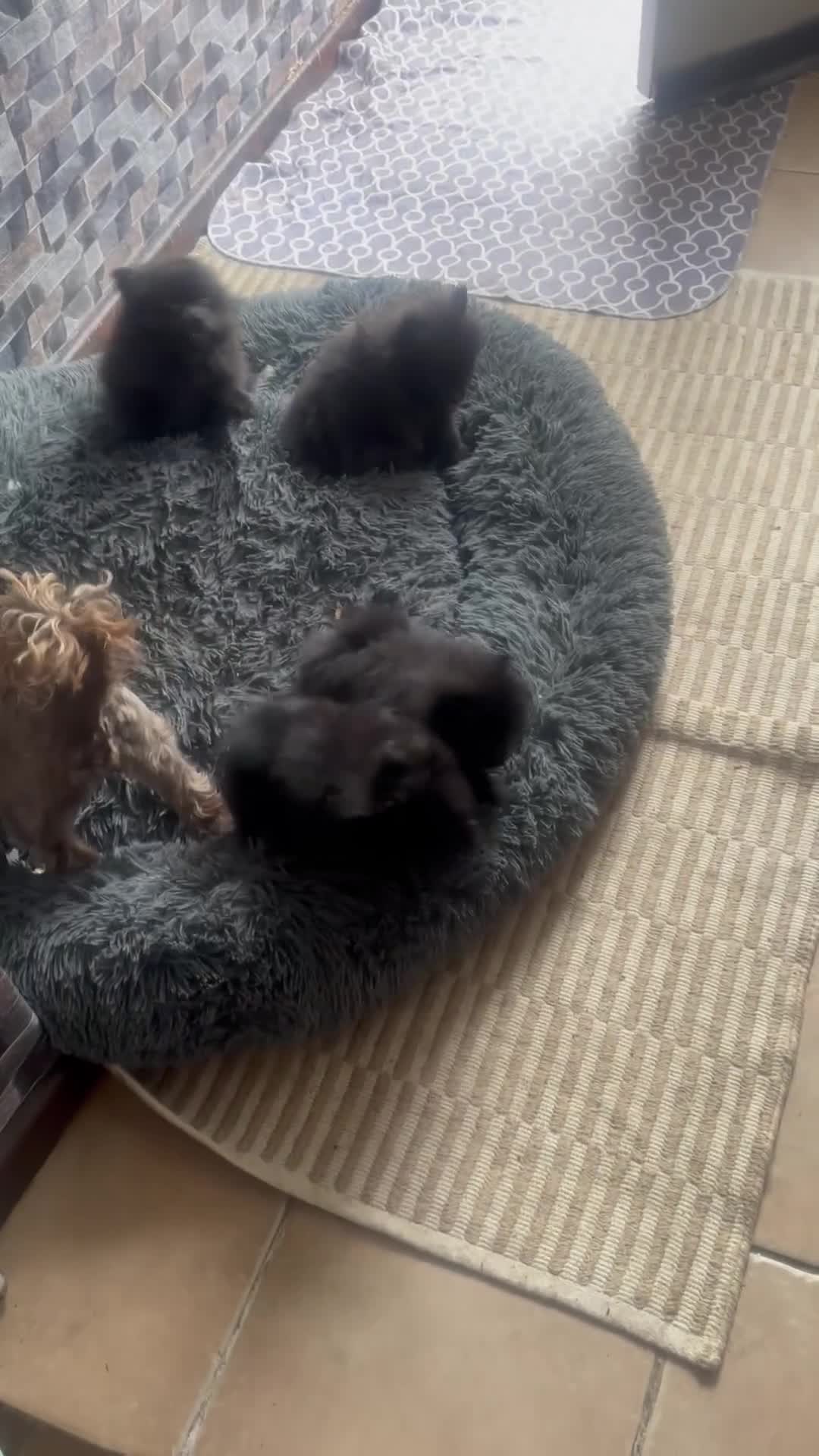 Pomeranian dogs for sale: Perfect poms - Video 3
