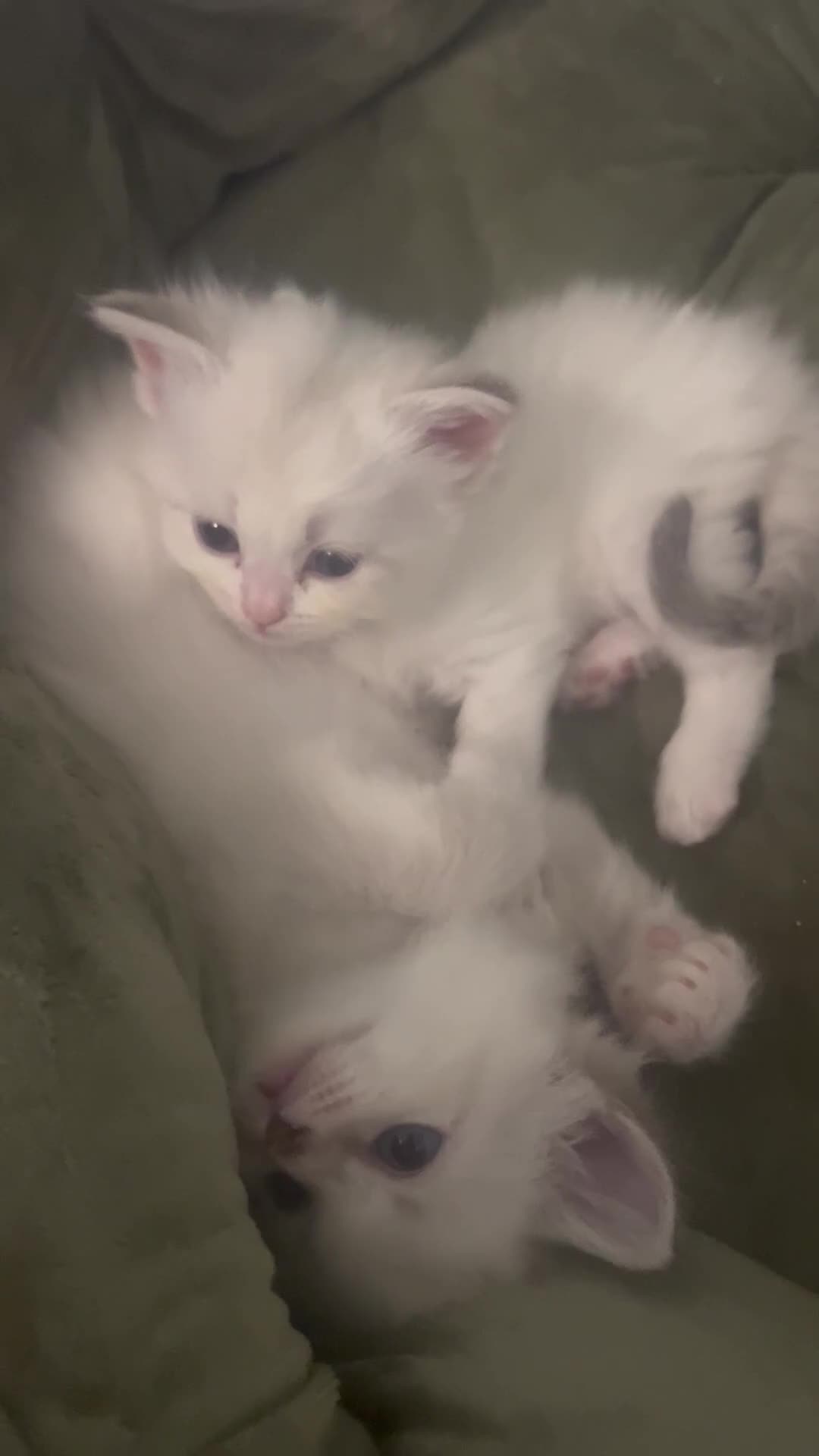 Siberian cats for sale: Champion Siberian & Neva Masquerade Kittens - Video 1