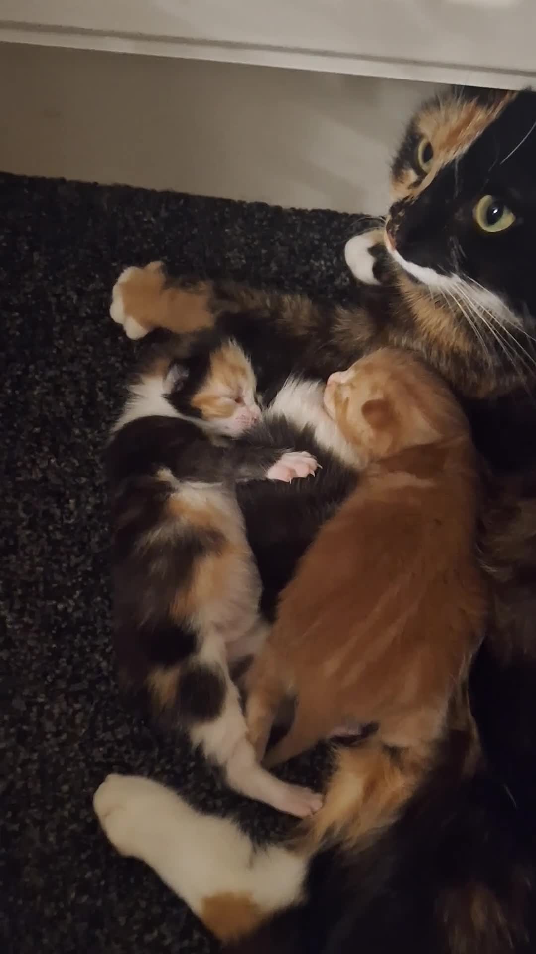 Mixed Breed cats for sale: 3 little kittens  - Video 2