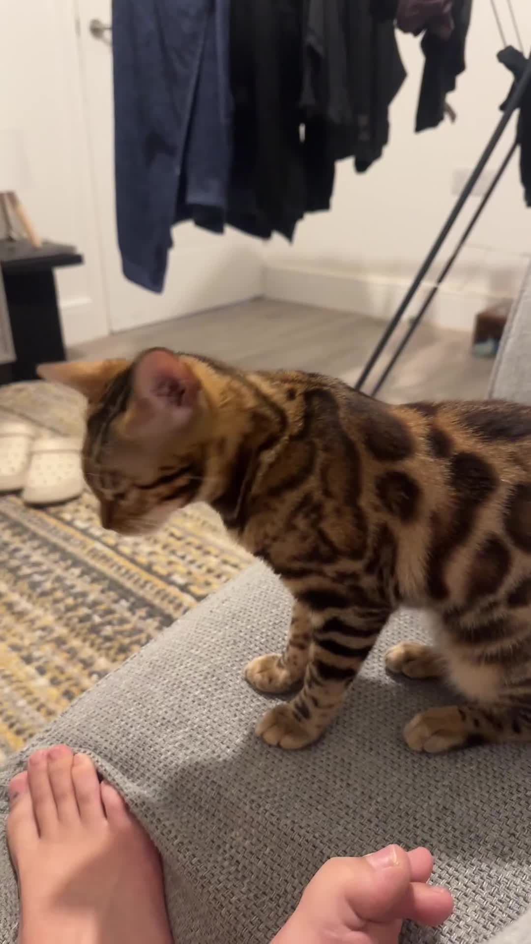Bengal cats for sale: 🐾 Beautiful Rosetted Bengal Girl - Video 1