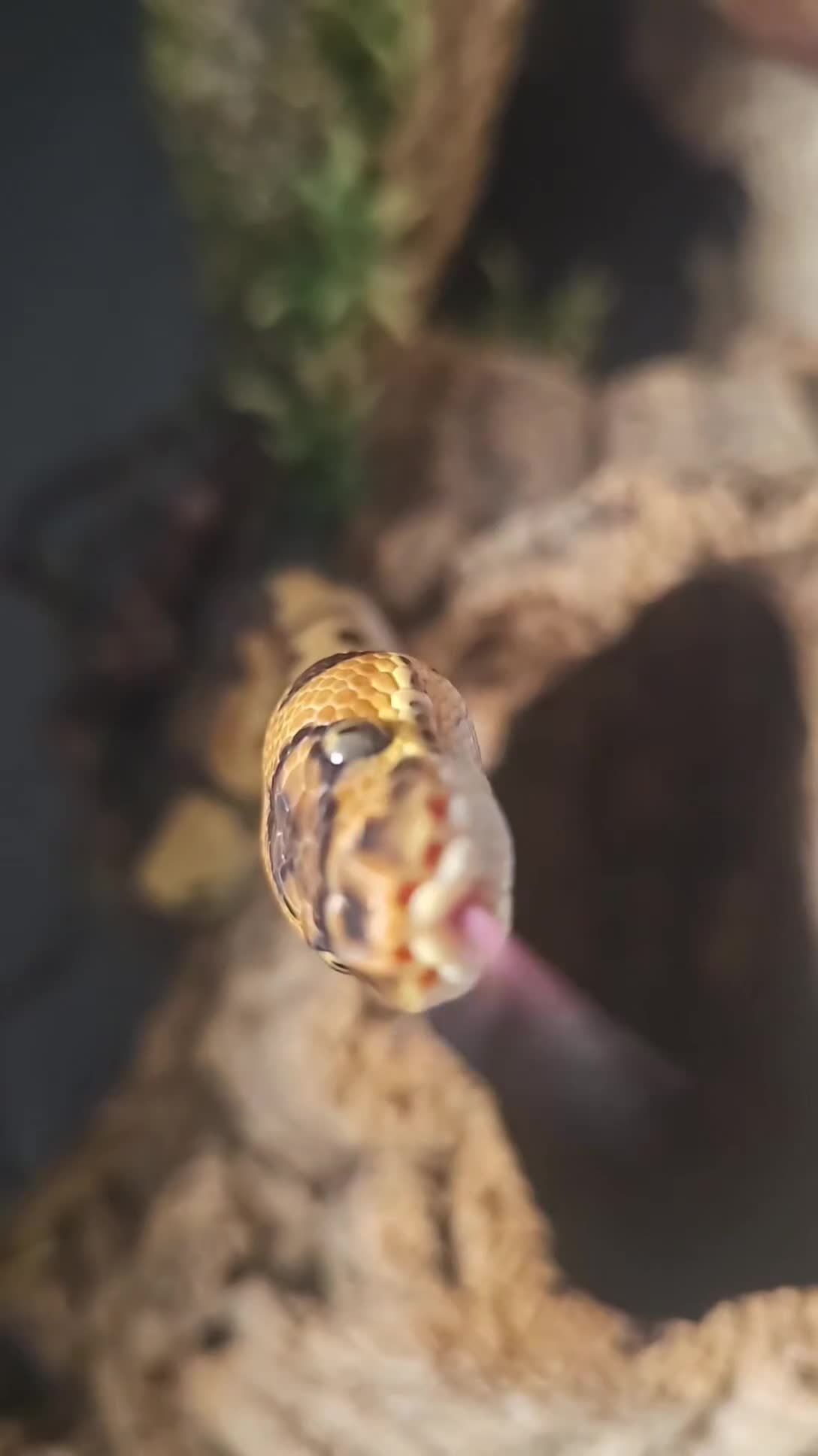 Python Snake reptiles for sale: Leopard ball python in Nottingham - Video 1