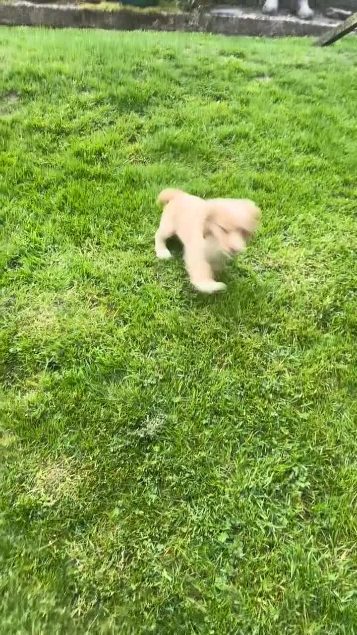 Cocker Spaniel dogs for sale: Ready to leave working cocker spaniel pup  - Video 3