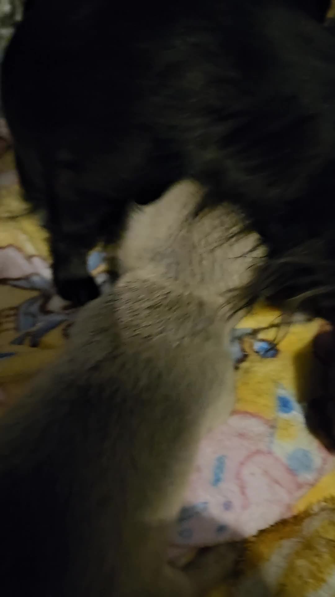 Chihuahua dogs for sale: Chihuahua pups. in Chorley - Video 1