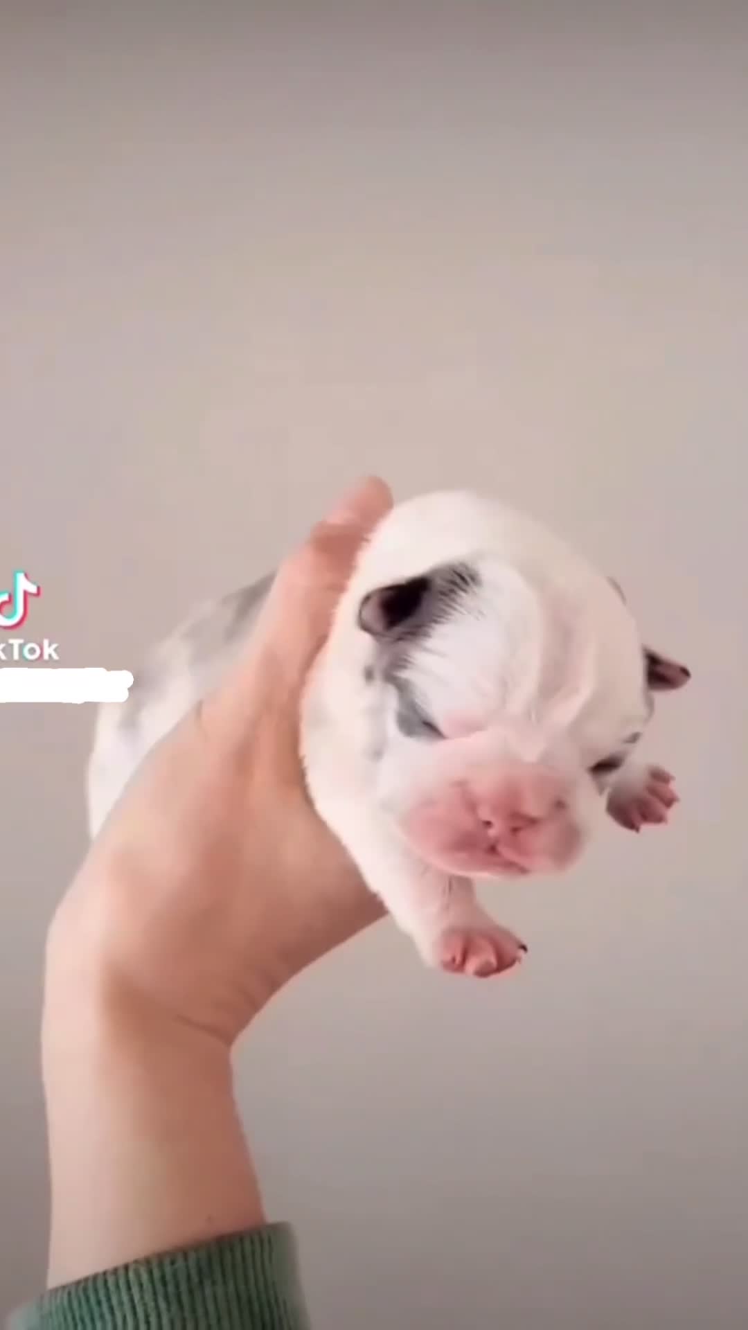 French Bulldog dogs for stud: 7 panel health clear🩺 KOITASTIC🎏 - Video 1