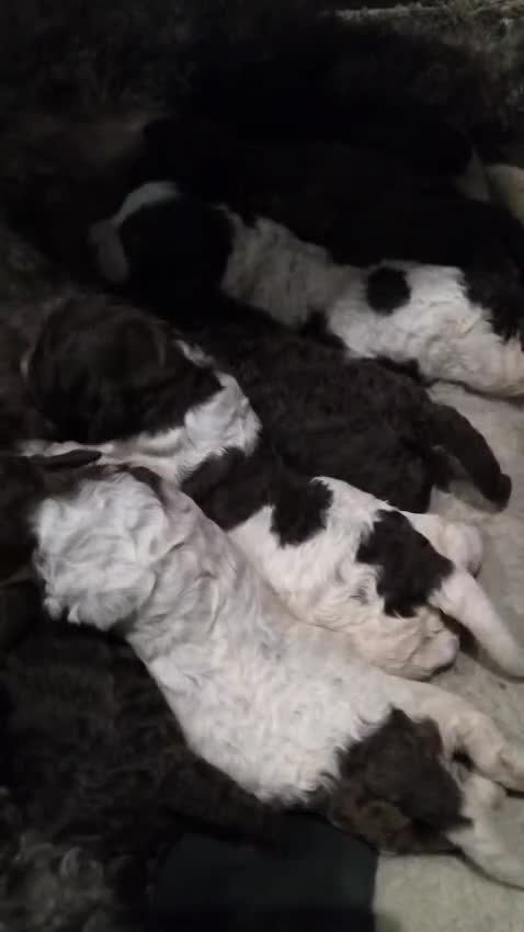 Lagotto Romagnolo dogs for sale: Kc lagotto romagnolo puppies - Video 1