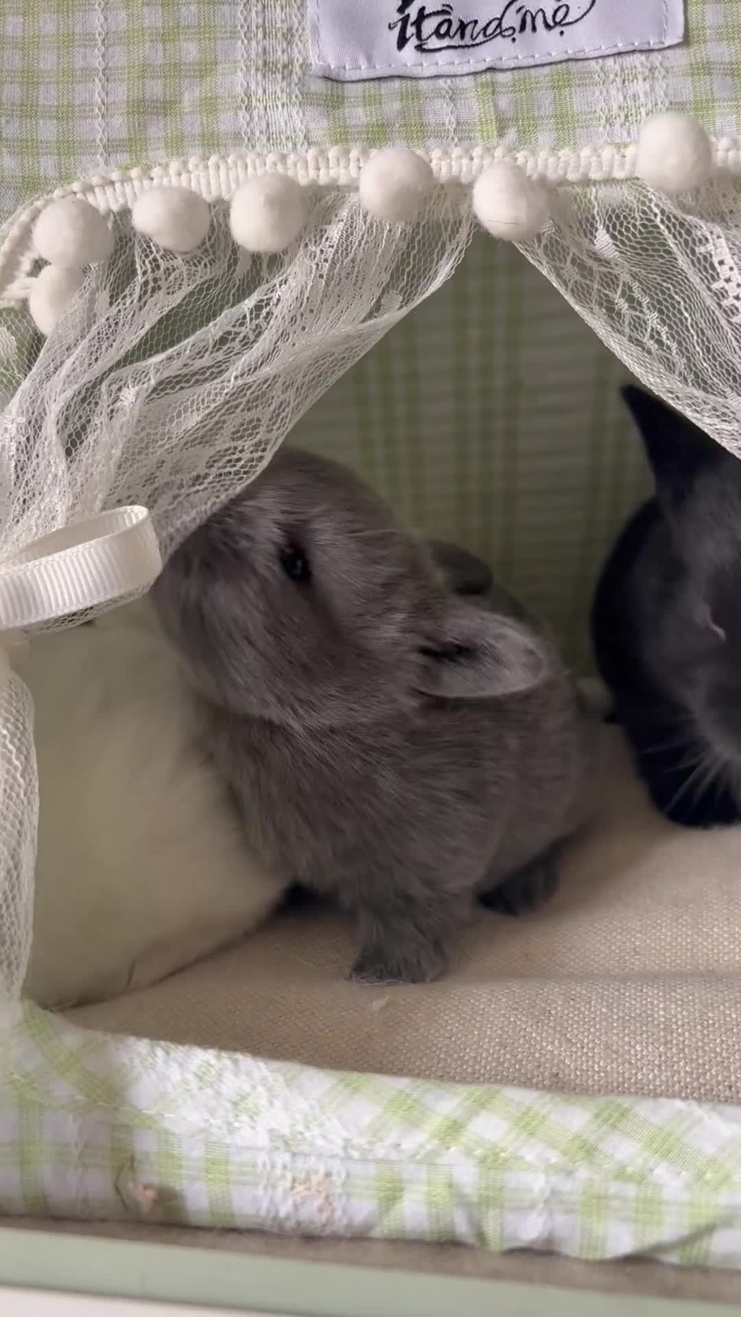 English rabbits for sale: 5 beautiful baby bunnies🐰  in Blackpool - Video 2