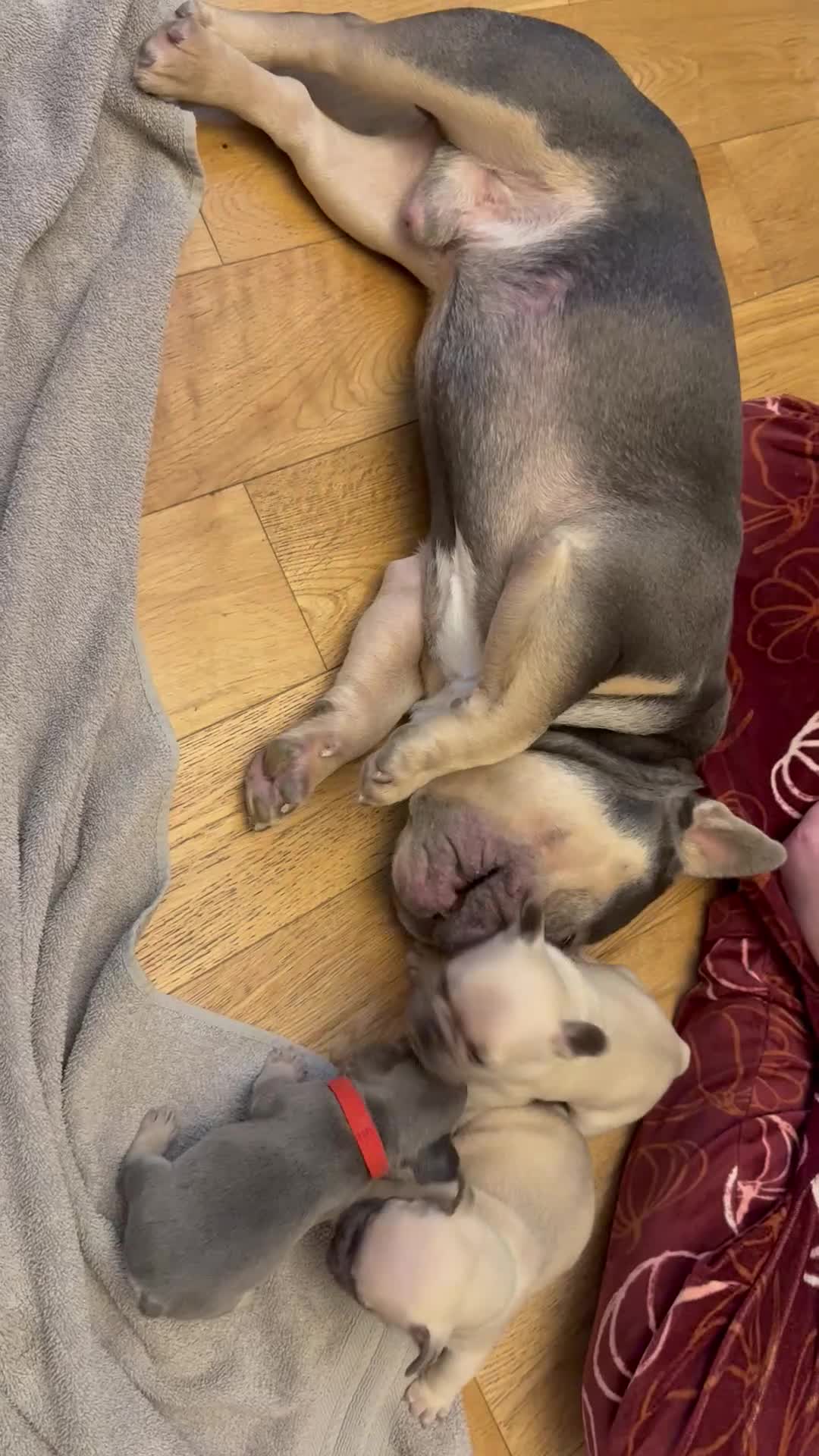 French Bulldog dogs for sale: Beautiful Pups – Looking for Their Forever Homes - Video 2