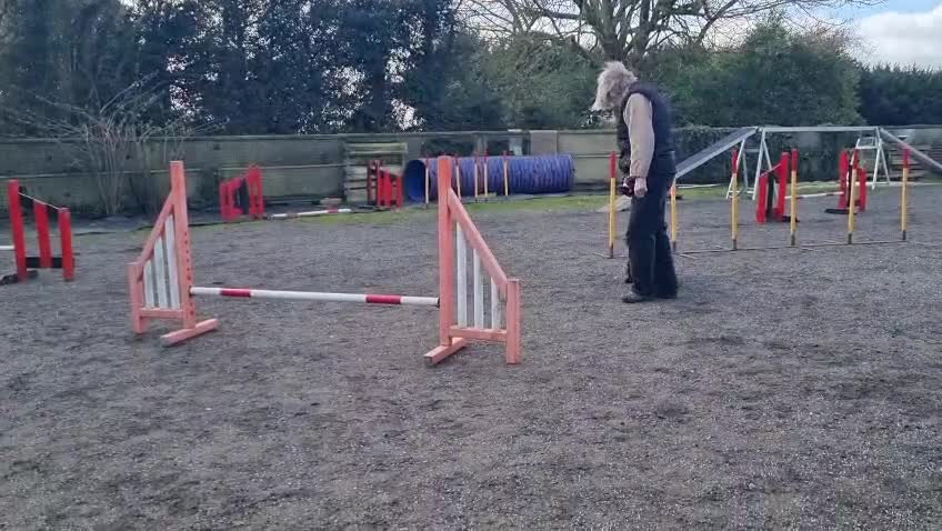 Cocker Spaniel dogs for sale: Show Type Cocker Spaniel puppies available in Welwyn - Video 1