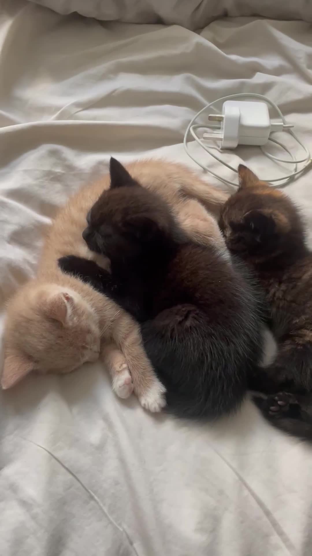 Domestic Shorthair cats for sale: Beautiful kittens are looking for forever homes! - Video 1