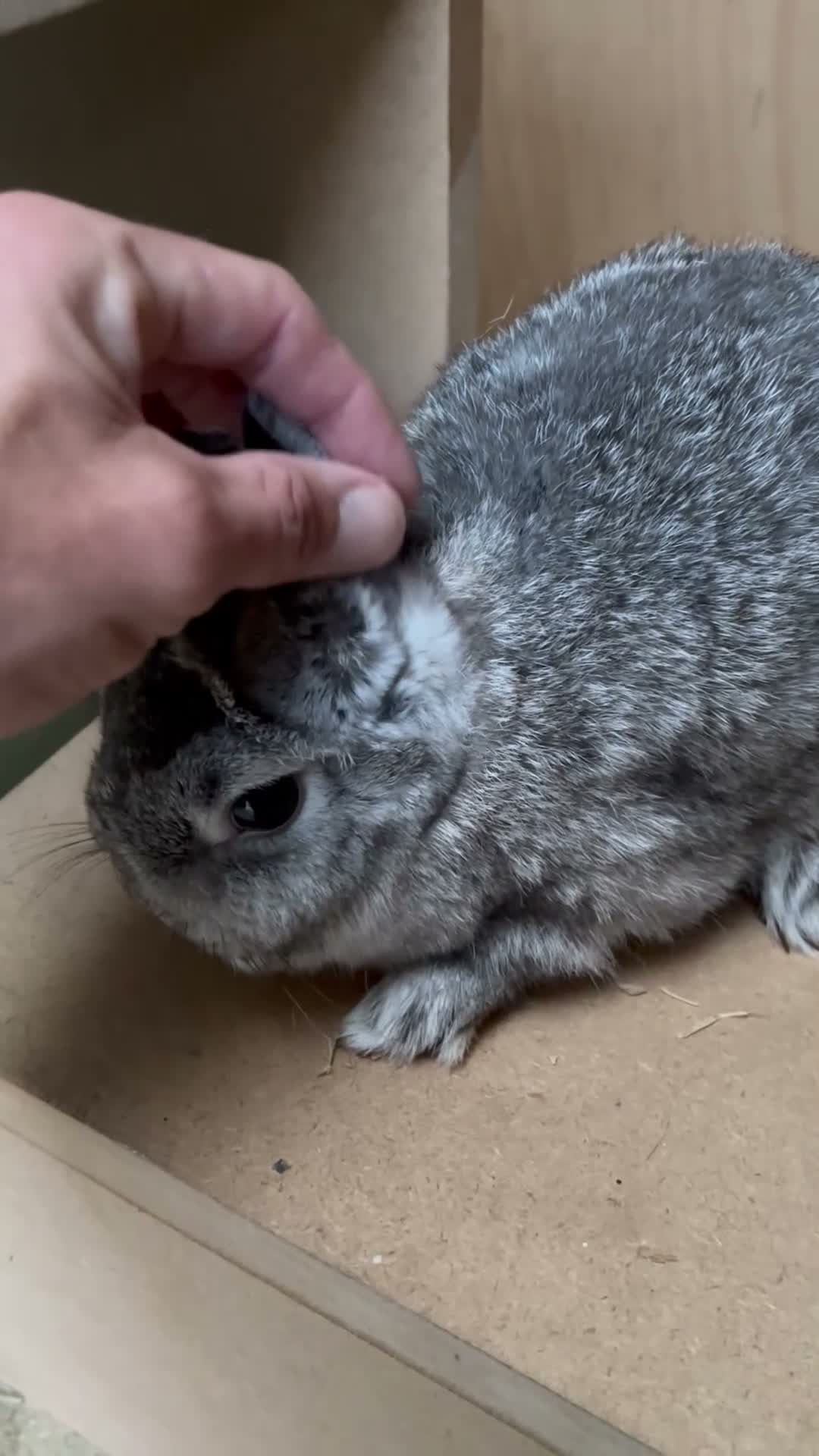 Netherland Dwarf rabbits for sale: Netherland dwarf chinchilla doe  - Video 1