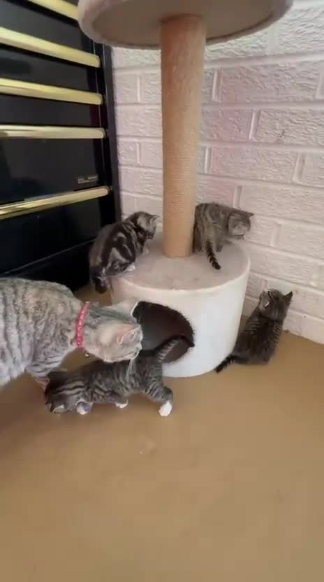 Mixed Breed cats for sale: Lovely British Shorthair/Scottish Fold Mix Kittens in Kingswinford - Video 2