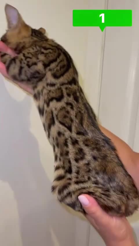 Bengal cats for sale: Top quality pure breed bangal kittens available  - Video 1