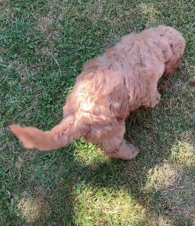 Cockapoo dogs for sale: Mini Cockapoo Puppies Kent - Video 1
