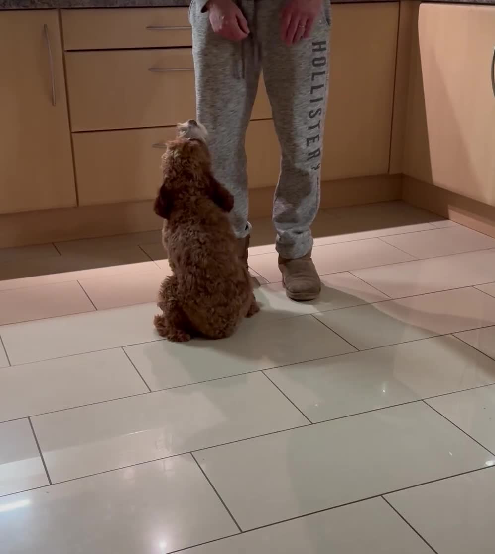 Cavapoo dogs for sale: Expecting a litter-health tested F1b Cavapoo pups - Video 2