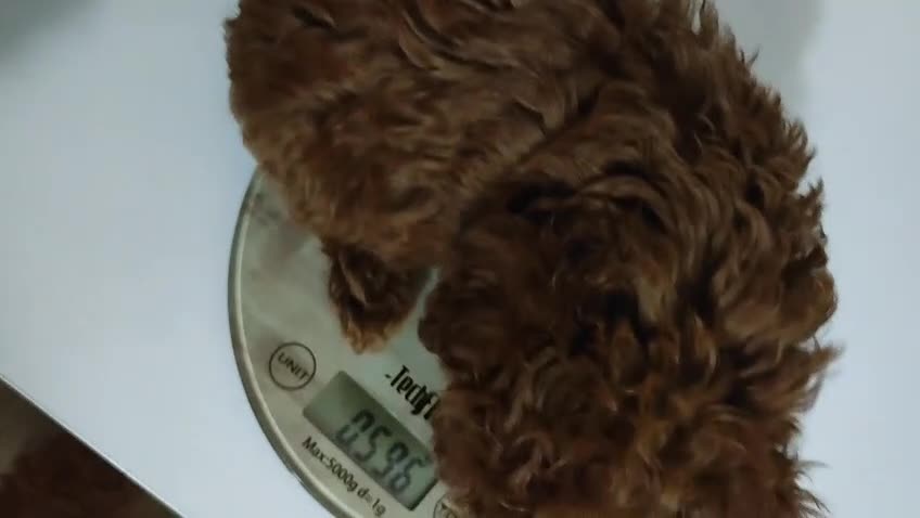 Toy Poodle dogs for sale: Asian toy poodle girls  - Video 1