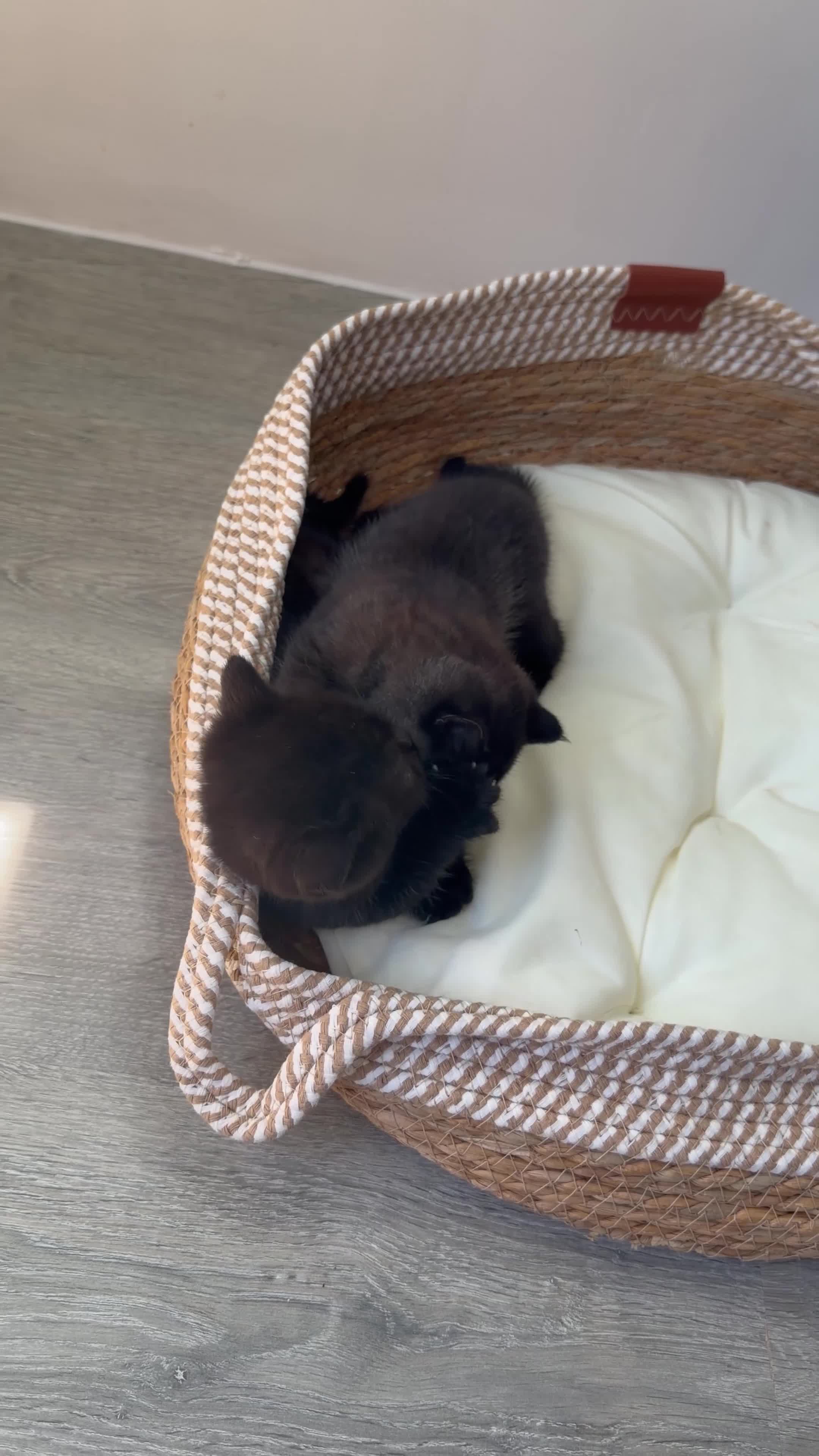 British Shorthair cats for sale: Champion Bloodline British Shorthair Kittens - Video 1