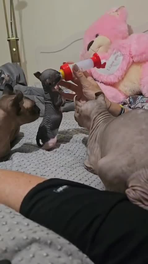 Sphynx cats for sale: Elf sphynx - Video 2