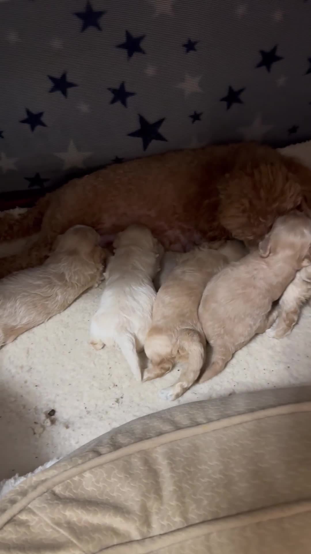 Maltipoo dogs for sale: Stunning maltipoo puppies - Video 3