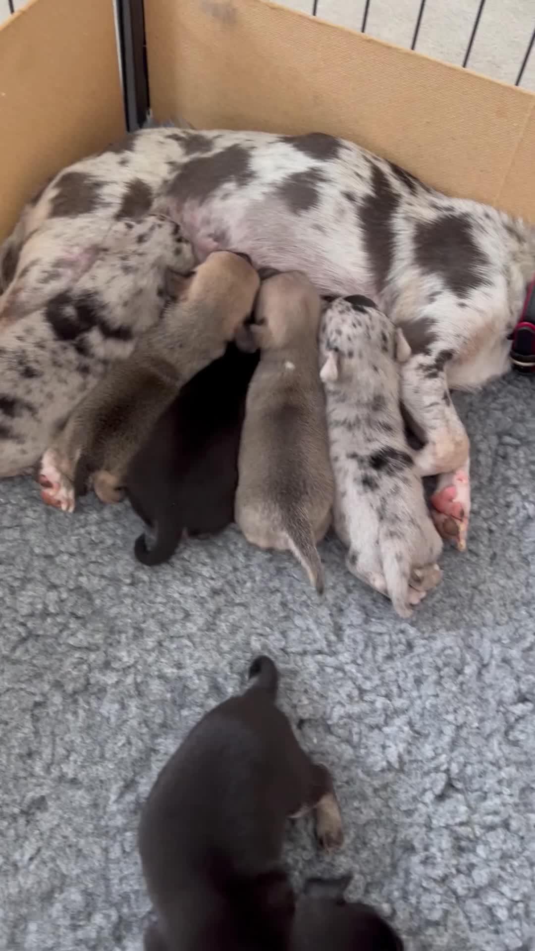 Chihuahua dogs for sale: Gorgeous Rare Chihuahua Puppies  - Video 1