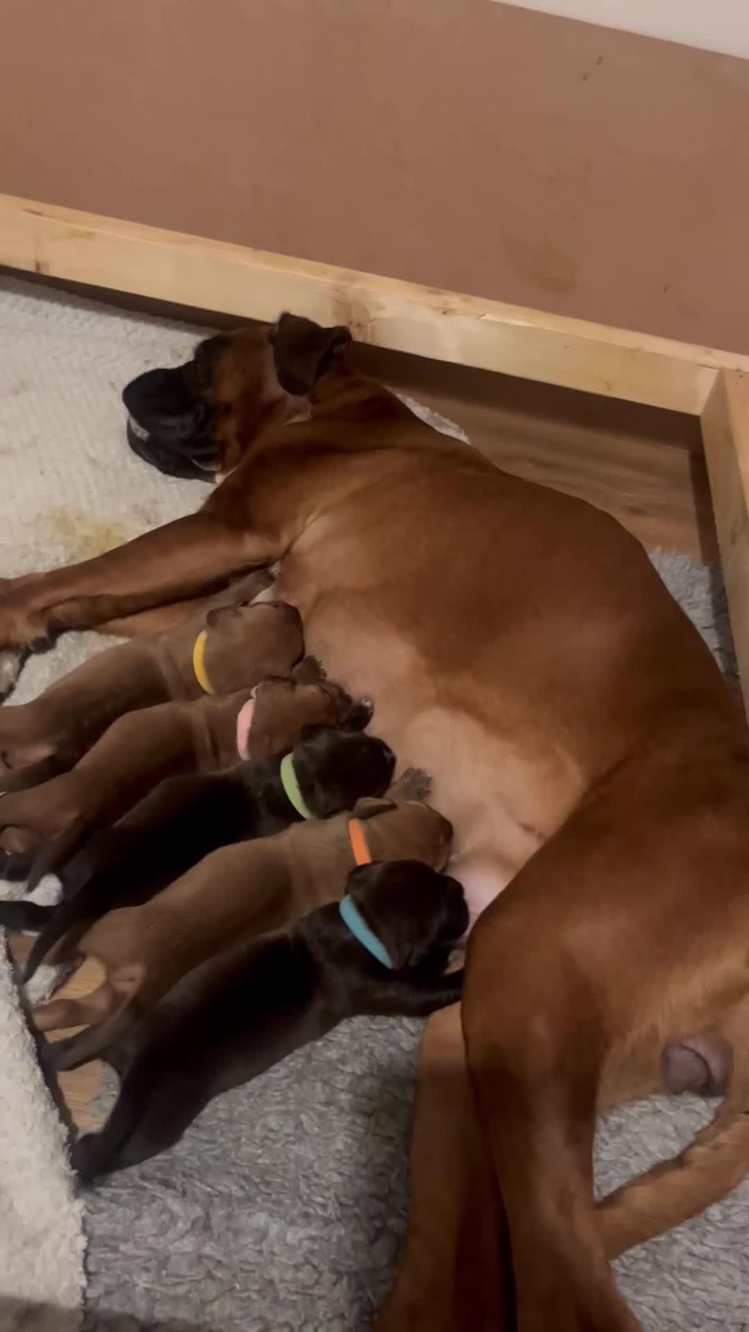 Mixed Breed dogs for sale: Boxsla (Boxer/Vizsla)  - Video 4