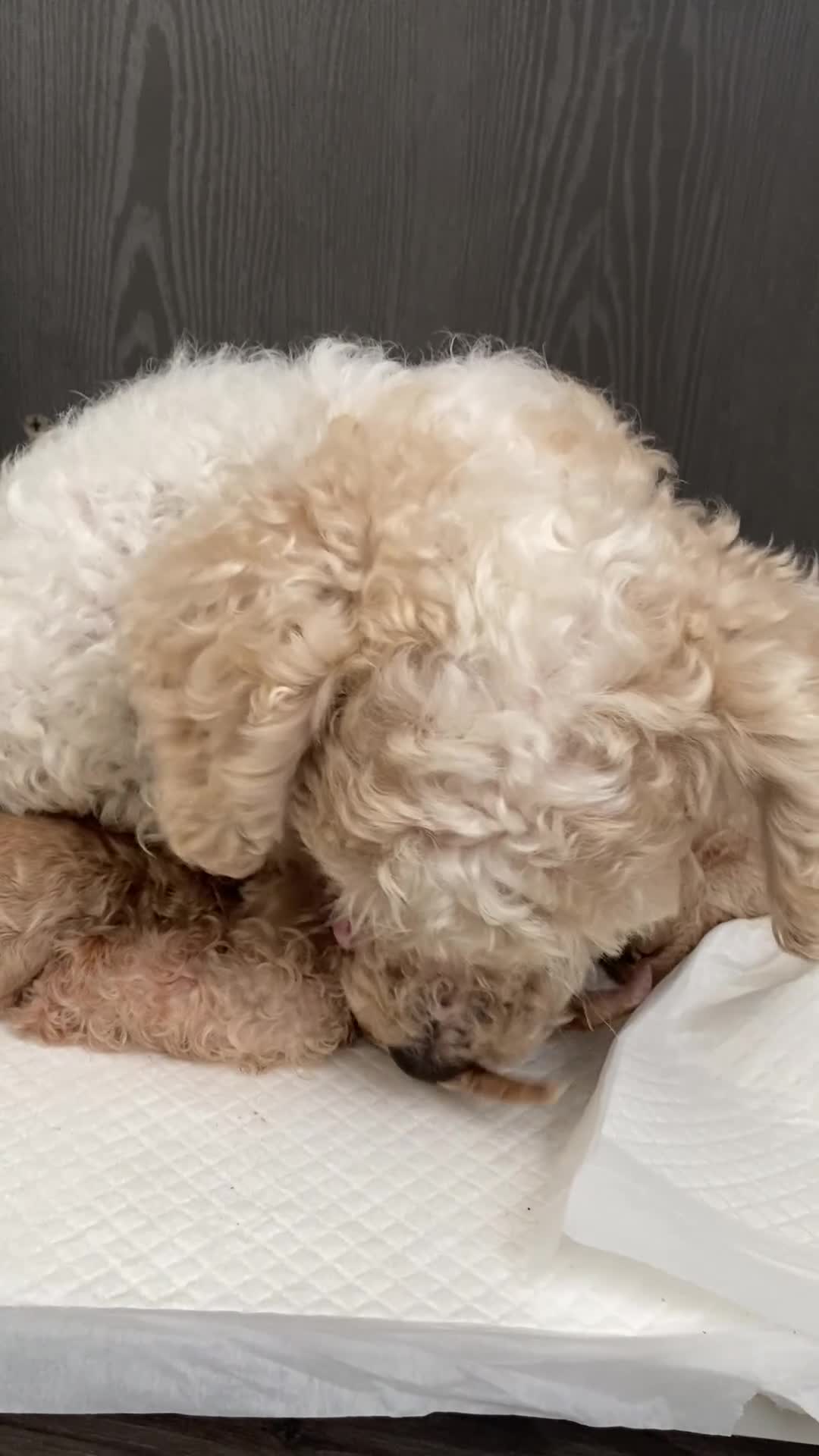 Maltipoo dogs for sale: Stunning Mini Maltipoos 🐾  - Video 2