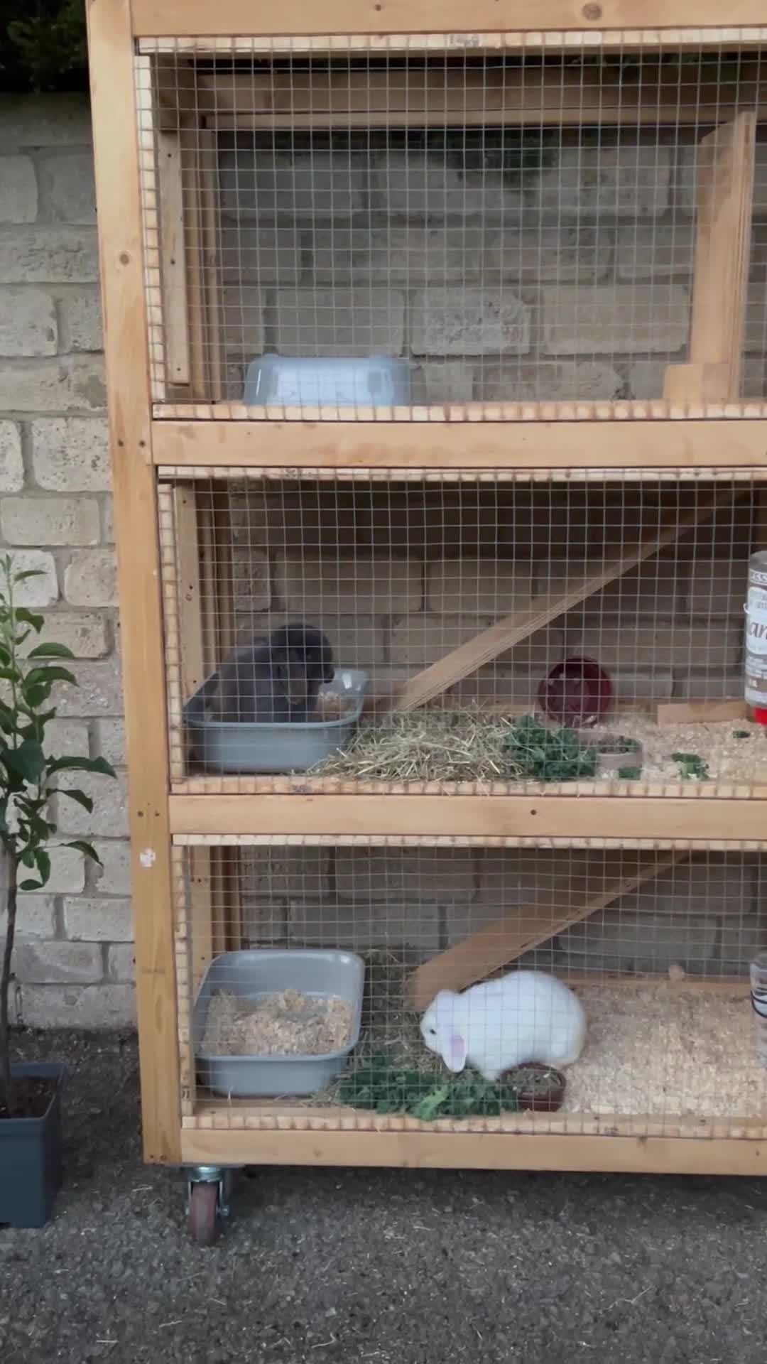 Mini Lop rabbits for sale: Two bonded mini lops for rehoming - Video 1