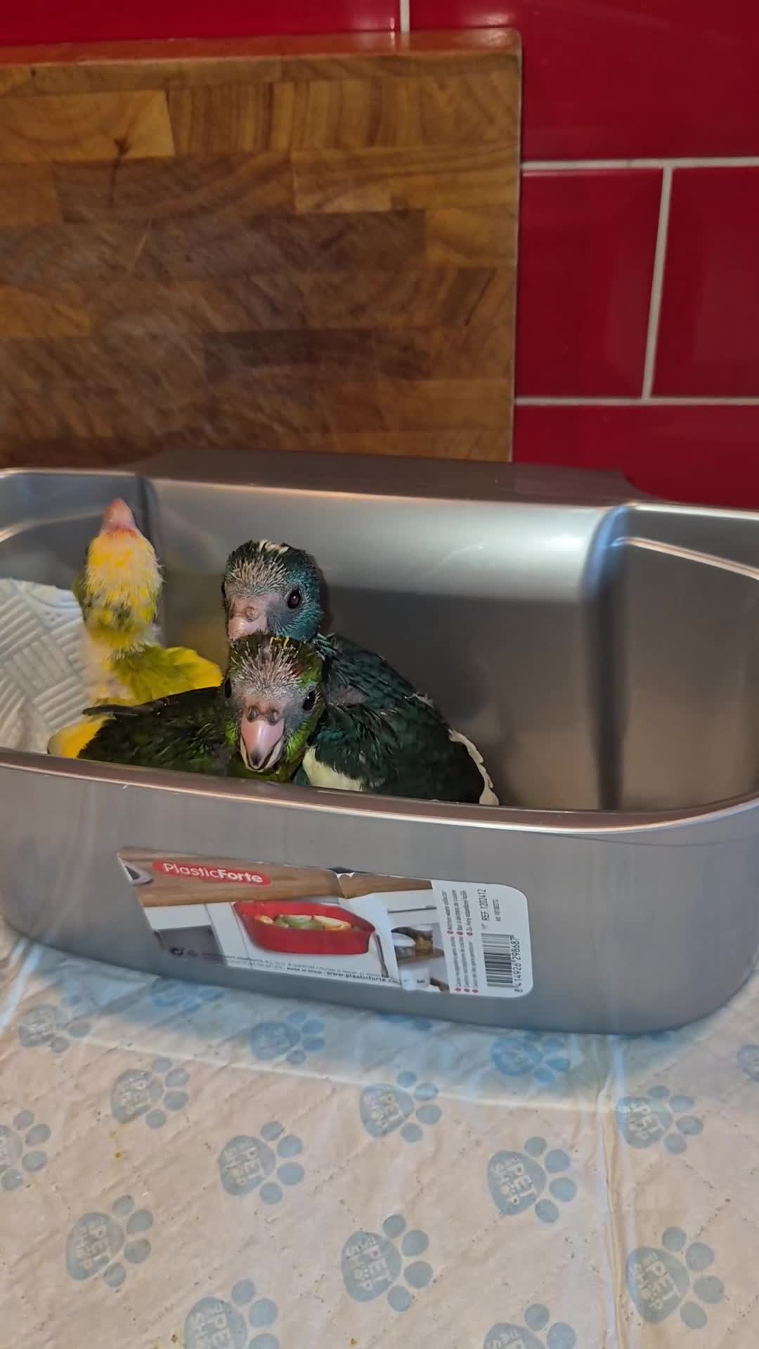 Parakeets birds for sale: Kakariki Parakeets  - Video 4