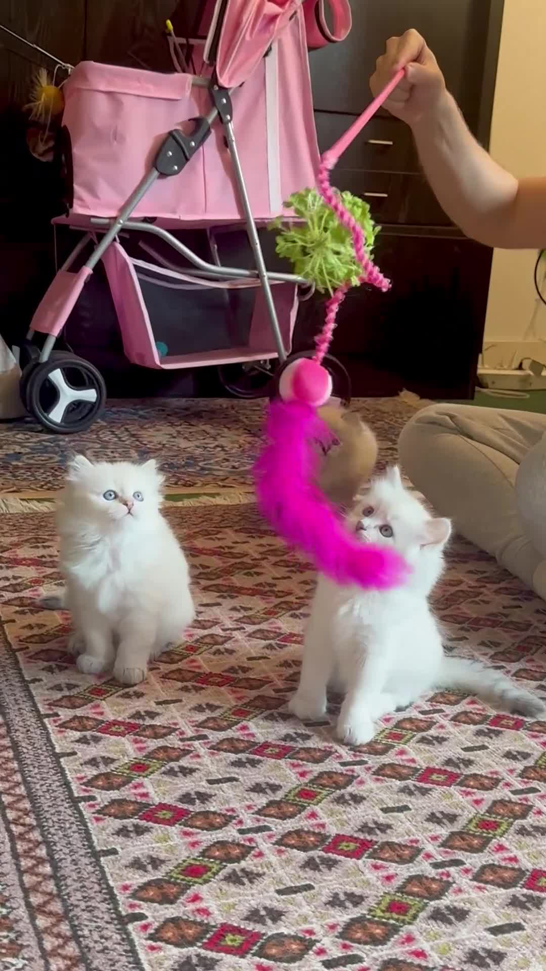 Siberian cats for sale: Siberian Neva Masquerade kittens with blue eyes in Stockport - Video 1
