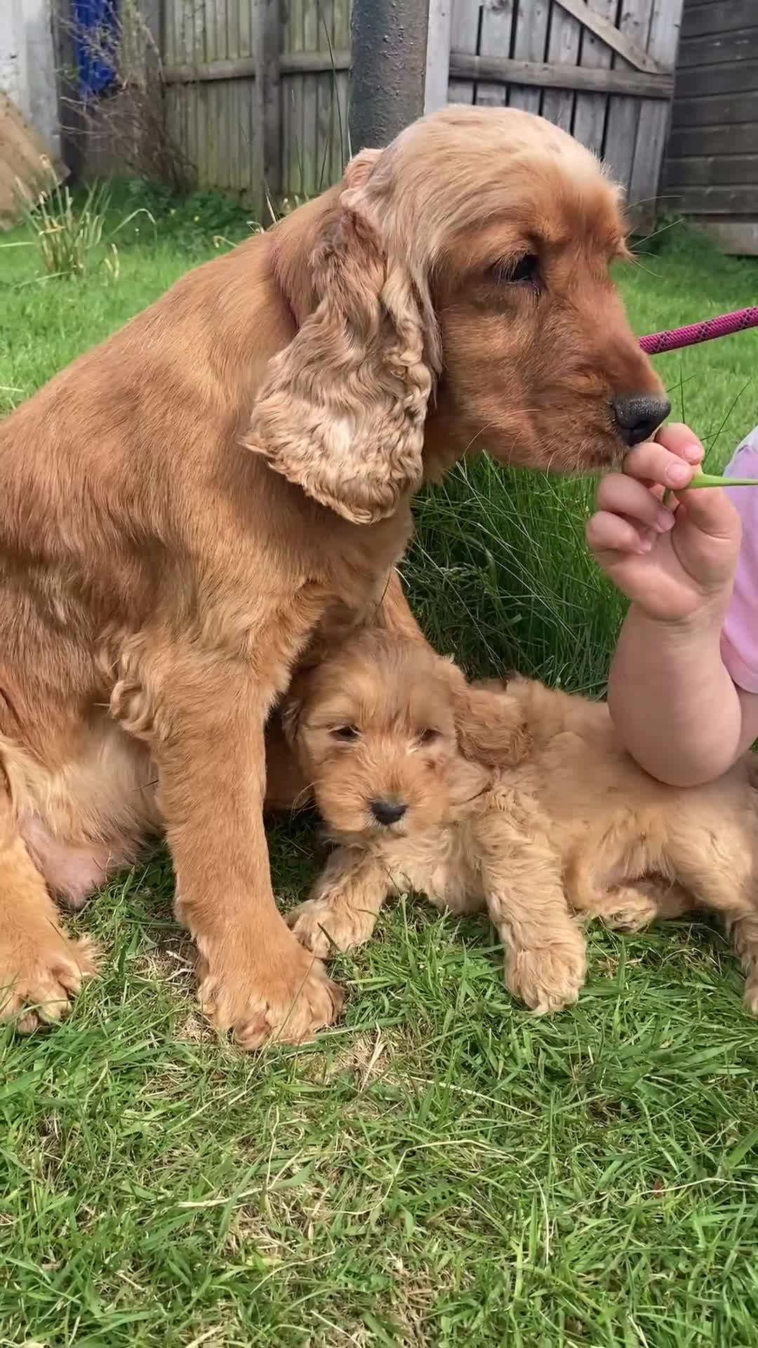 Cockapoo dogs for sale: Apricot F1 Cockapoos from Show Type Cockerspaniel  - Video 1