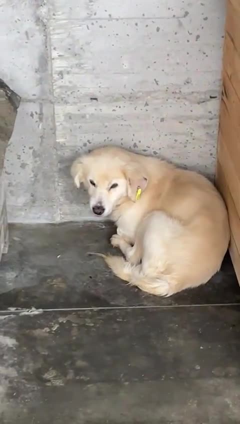 Mixed Breed dogs for adoption: Seth, 10 yrs old . Available for adoption. - Video 1