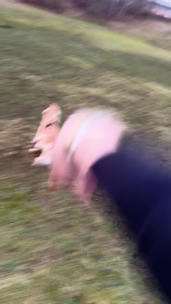 Golden Retriever dogs for sale: Perfect Golden Retriever Pups due 21st November!  - Video 1