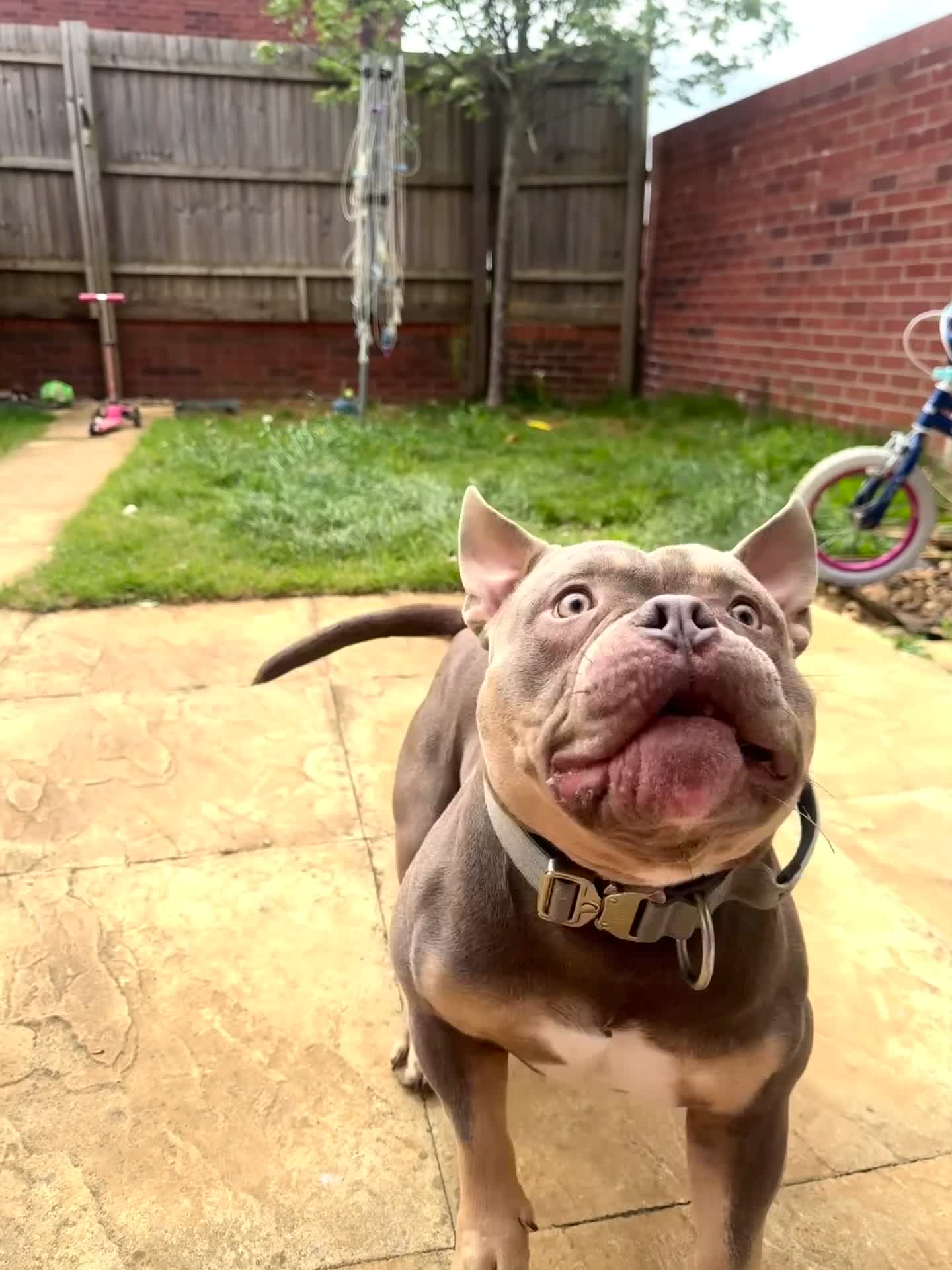 American Bully dogs for sale: Pocket bully  - Video 1
