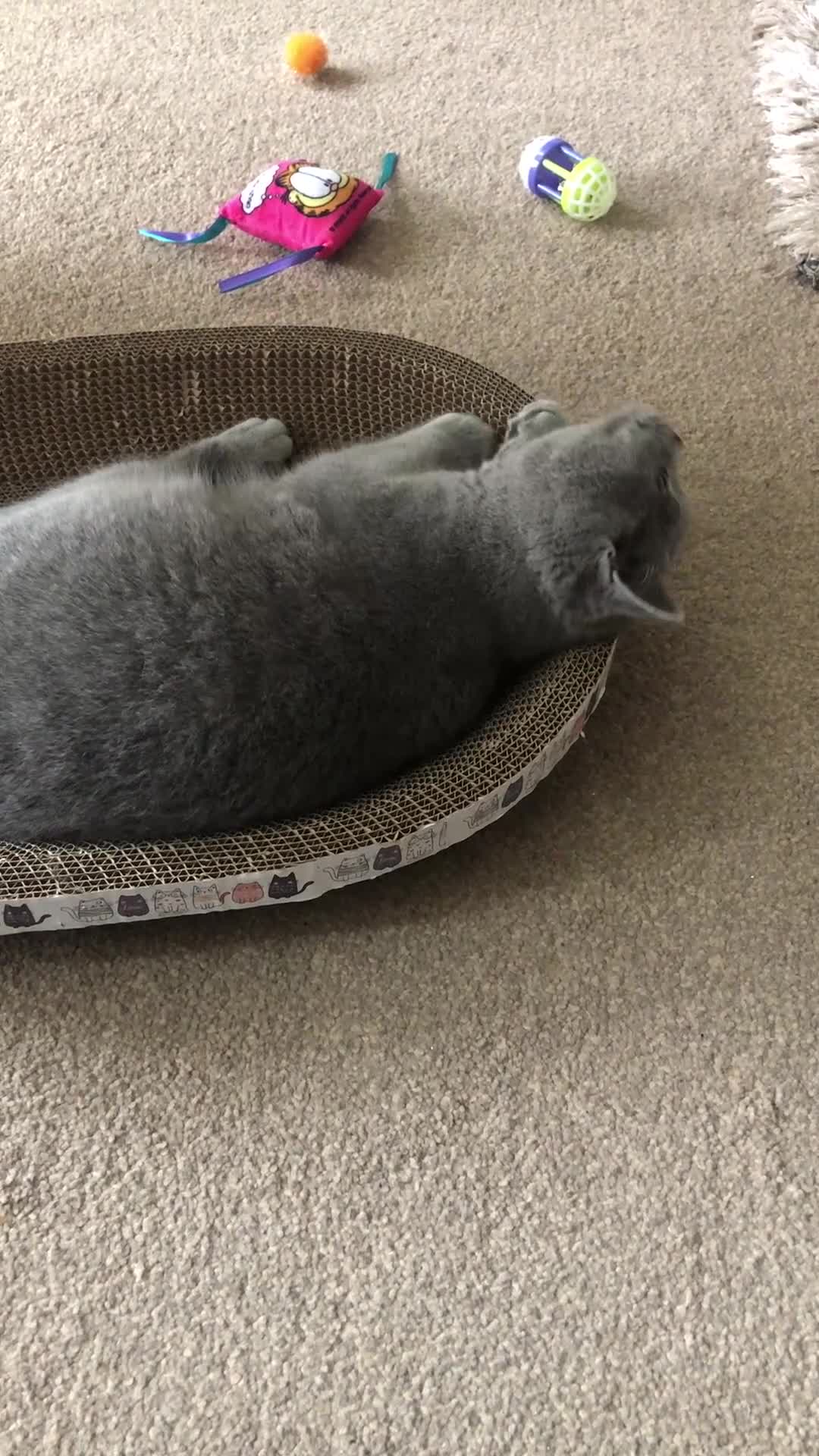 British Shorthair cats for sale: gorgeous british shorthair  - Video 2