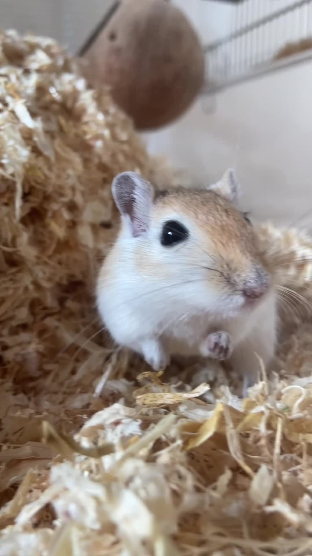 Gerbil rodents for sale: Tinkerbell and Bilbo (£26 for the pair) - Video 1