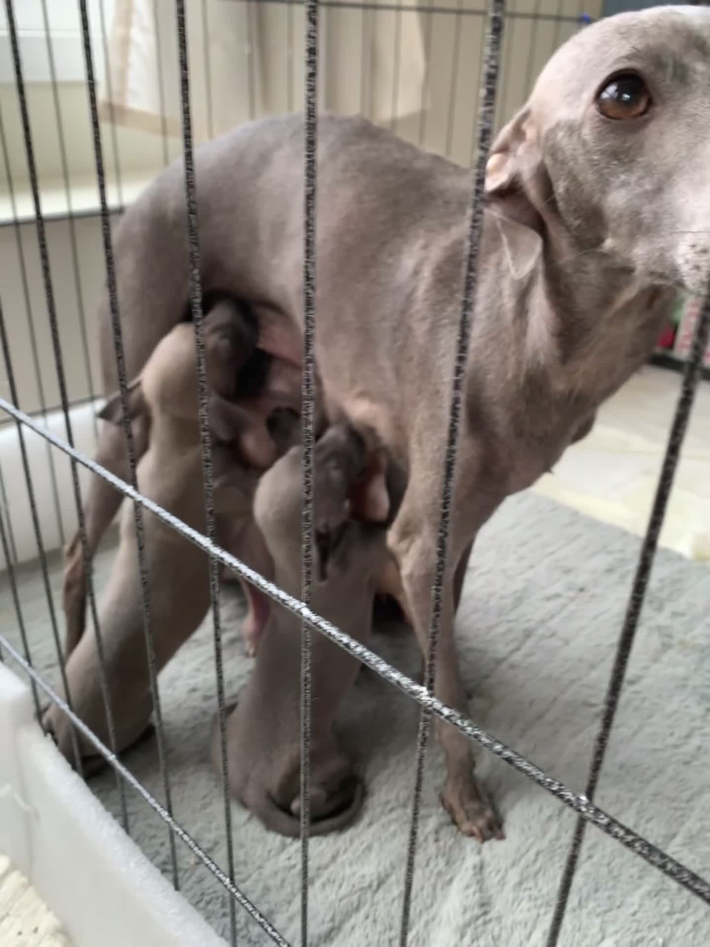 Italian Greyhound dogs for sale: Beautiful KC Registered Italian greyhounds - Video 1