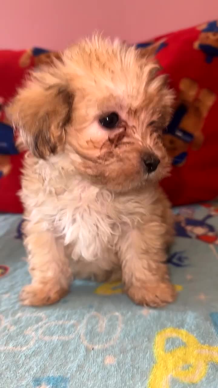 Maltipoo dogs for sale: Rare Merle MALTIPOO PUPPY ready now  - Video 1
