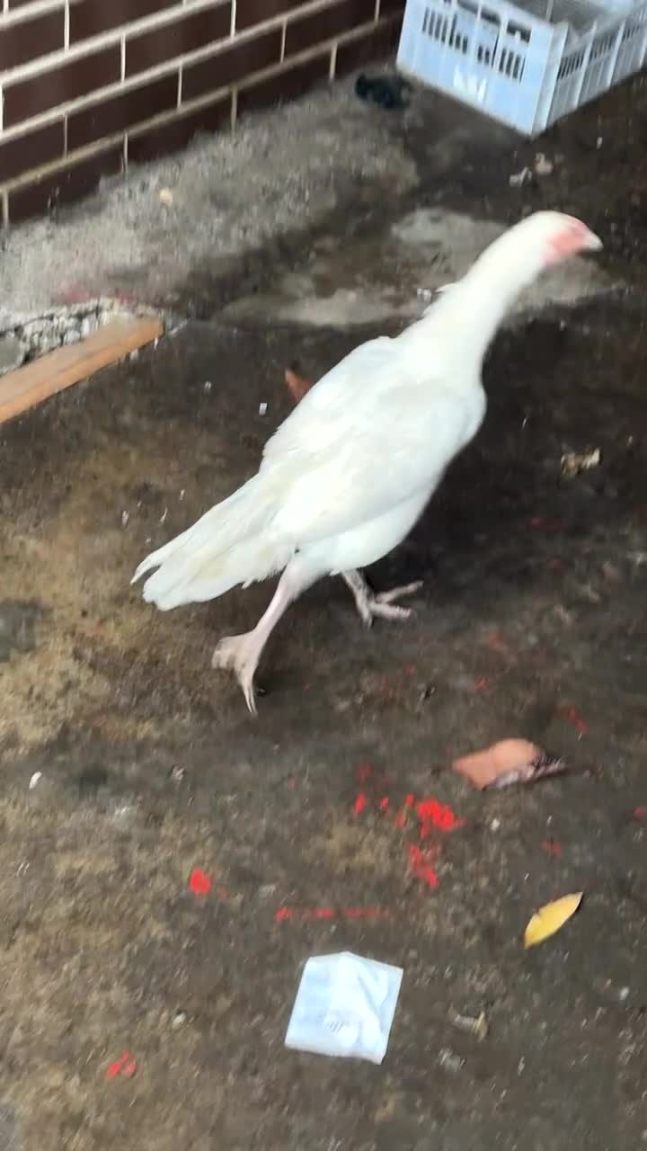 Mixed Breed birds for sale: 3 pure white aseel mianwali hens available  - Video 1