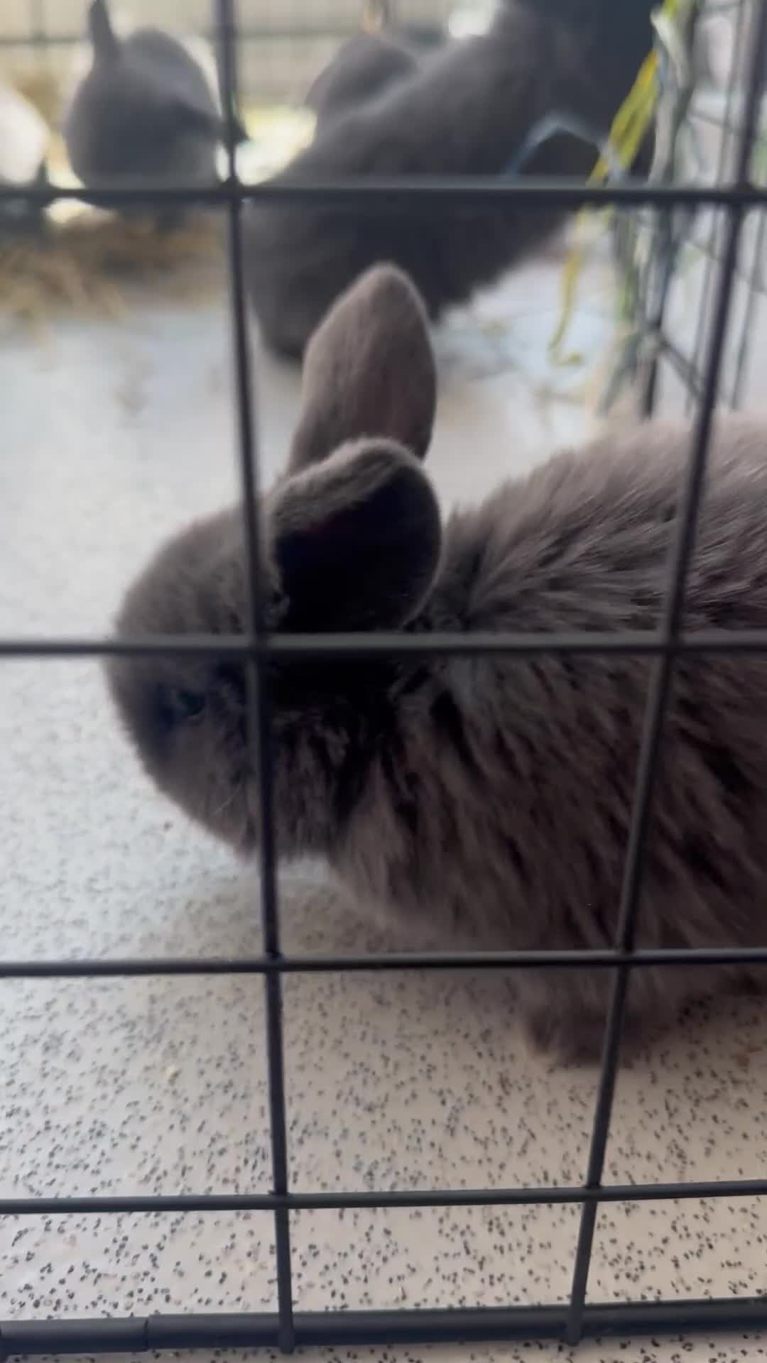 Mini Lop rabbits for sale: Pure bred Mini Lop bunnies  - Video 2