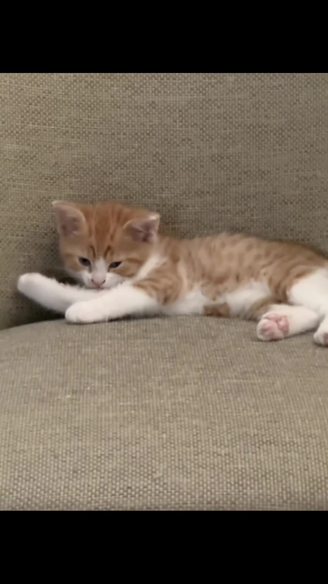 Mixed Breed cats for sale: Kitten - Video 1