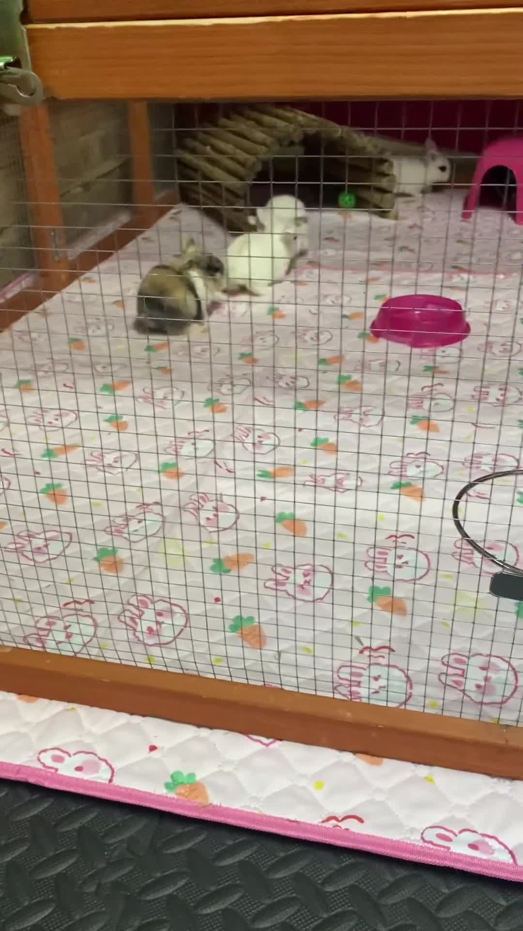 Mini Lop rabbits for sale: 🐰 Adorable mini lop Rabbits for Sale - Video 1